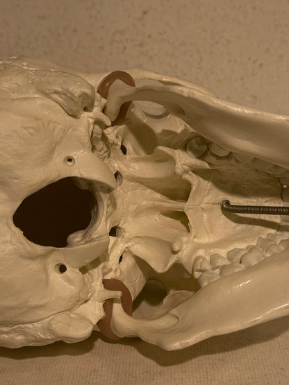 Vintage medicinsk menneske kranie (Cranium homo sapiens) i hård plast.