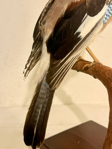 Stuffed bird, Wood grouse (Garrulus glandarius) From 1954.