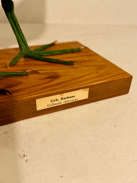 Stuffed bird, Green-legged Reed (Gallinula chloropus) From 1948.