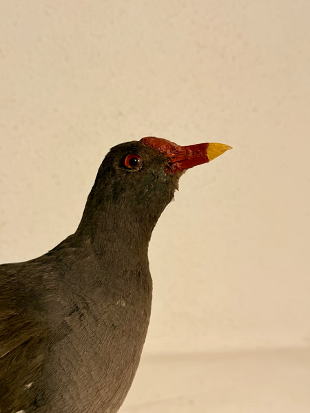 Stuffed bird, Green-legged Reed (Gallinula chloropus) From 1948.