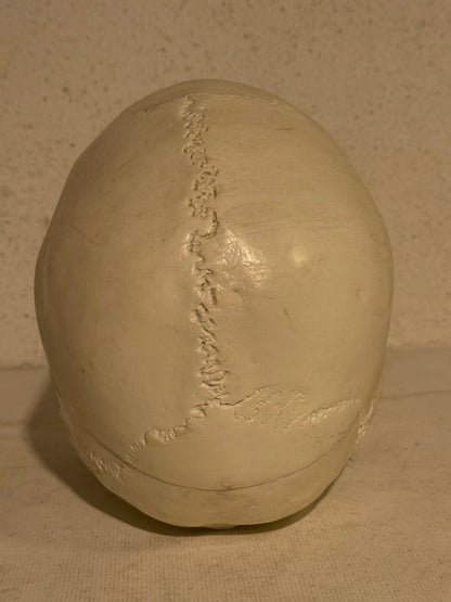 Vintage medicinsk menneske kranie (Cranium homo sapiens) i hård plast.