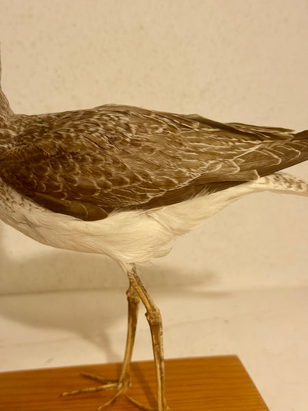 Stuffed bird, White-fronted Nuthatch (Tringa nebularia) From 1949.