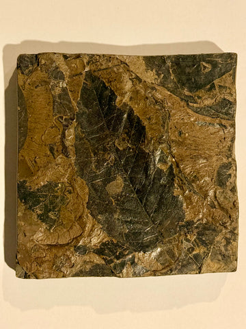 Ægte Birkeblads fossil, Betula brongniarti , 12-15 millioner år gammel.