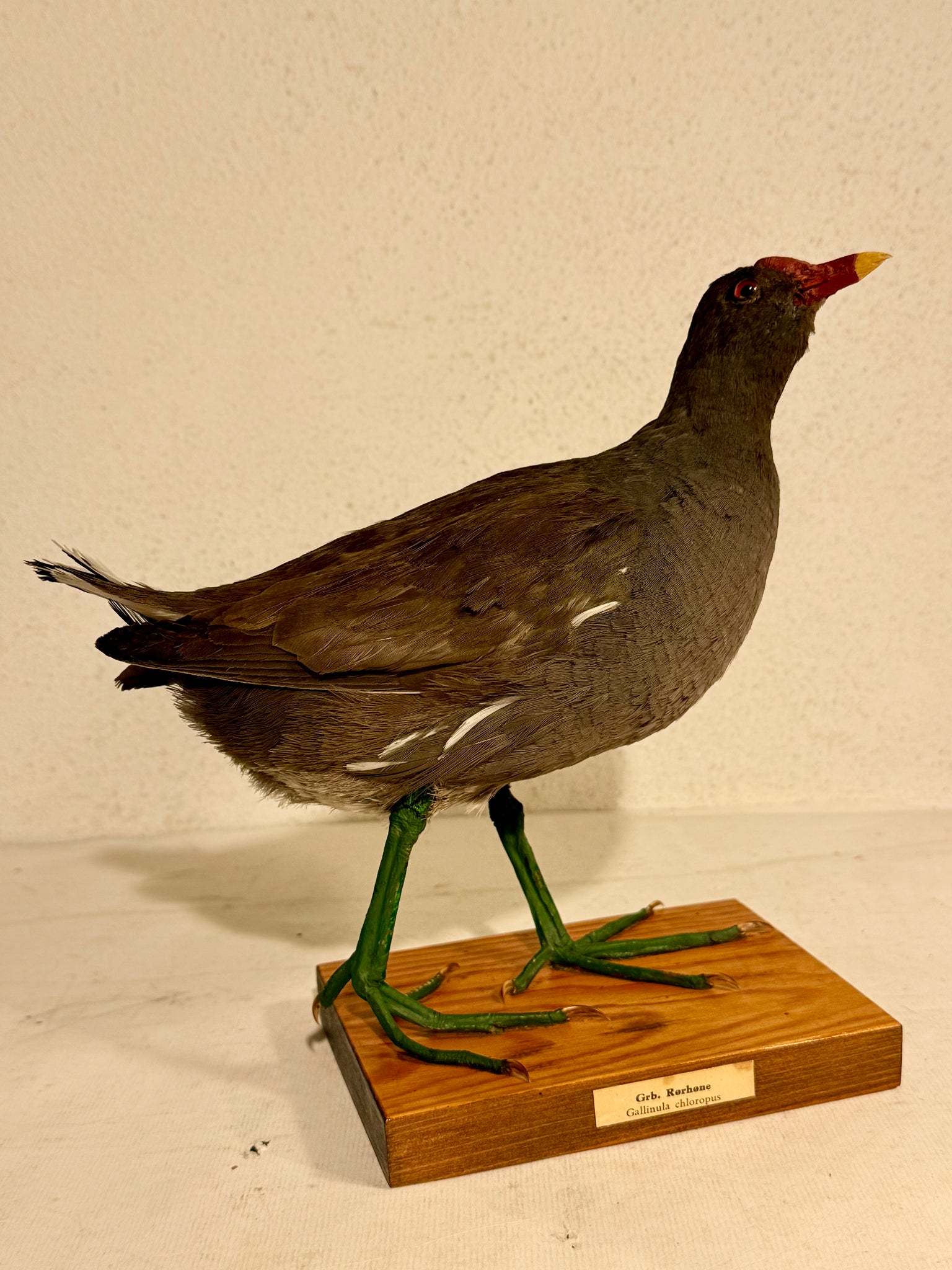 Stuffed bird, Green-legged Reed (Gallinula chloropus) From 1948.