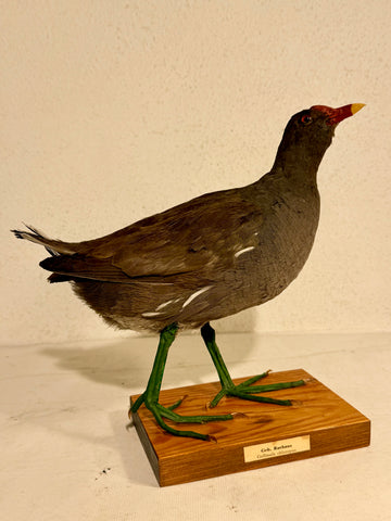 Udstoppet fugl, Grønbenet rørhøne (Gallinula chloropus) Fra 1948.