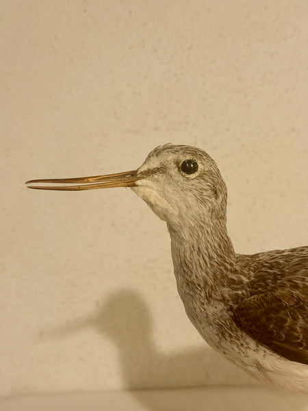 Stuffed bird, White-fronted Nuthatch (Tringa nebularia) From 1949.