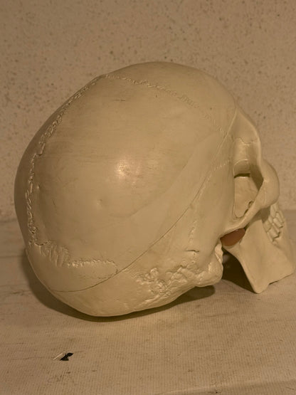 Vintage medicinsk menneske kranie (Cranium homo sapiens) i hård plast.