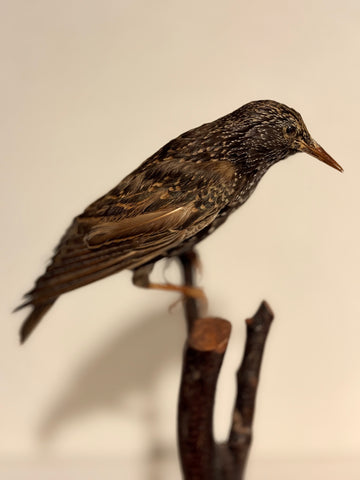 Udstoppet fugl, Stær han(Sturnus vulgaris)