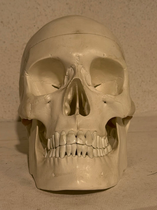 Vintage medicinsk menneske kranie (Cranium homo sapiens) i hård plast.