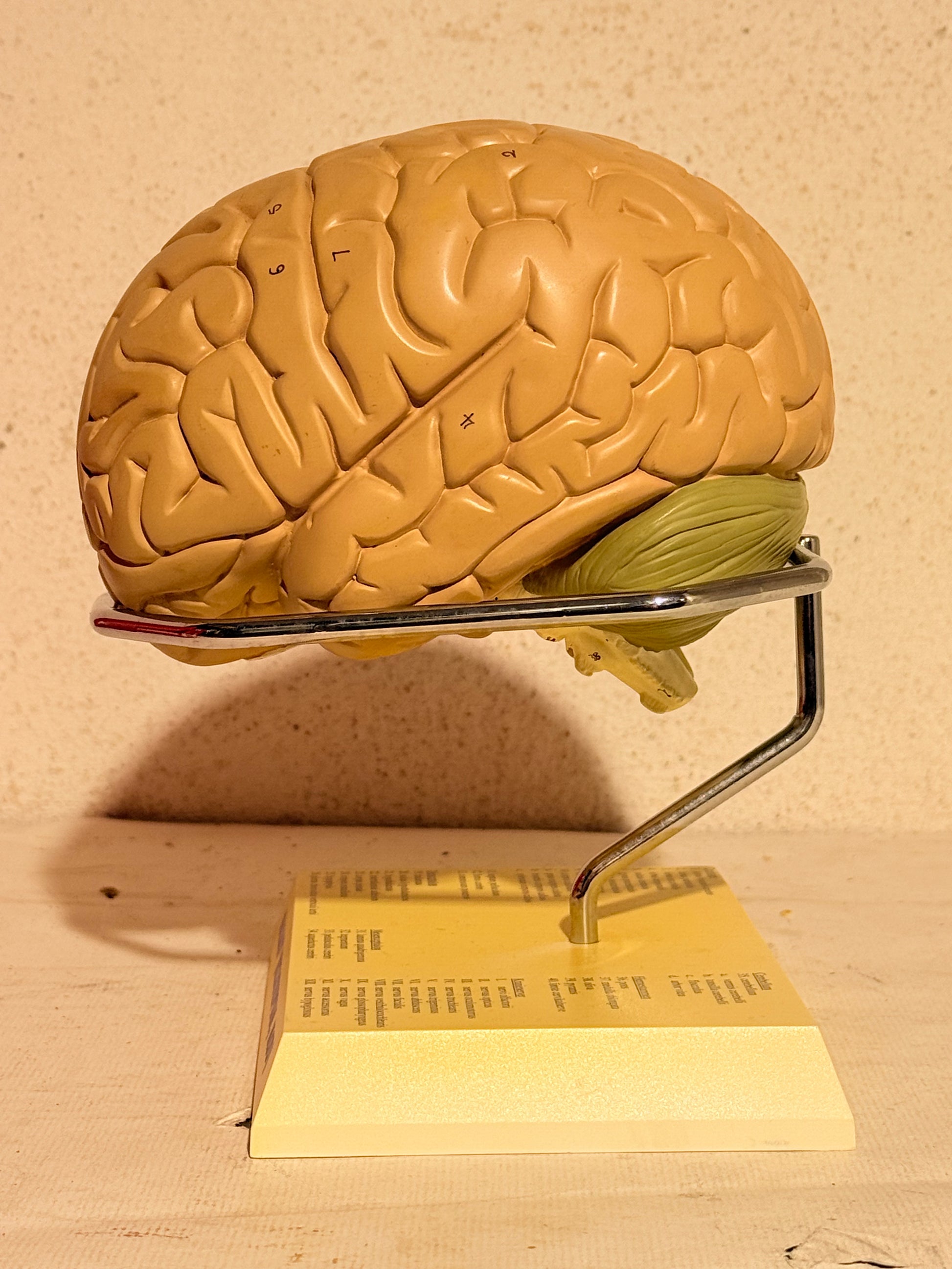 Vintage MAXALT anatomisk menneske hjerne model