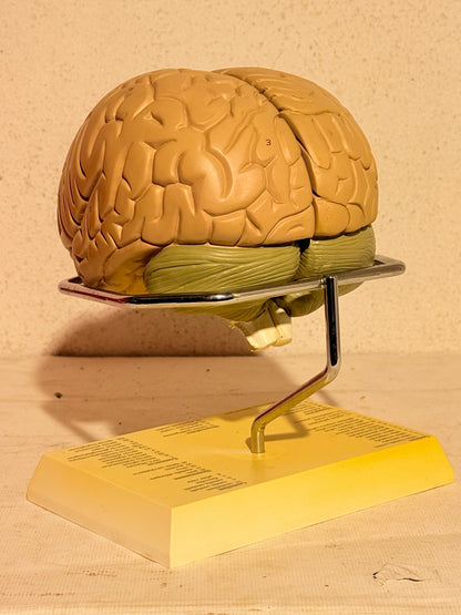 Vintage MAXALT anatomisk menneske hjerne model
