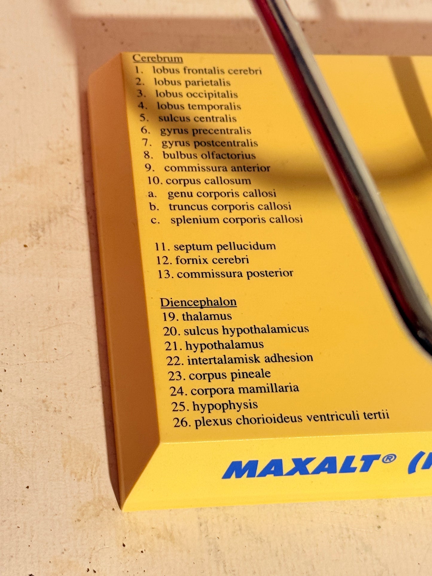 Vintage MAXALT anatomisk menneske hjerne model.