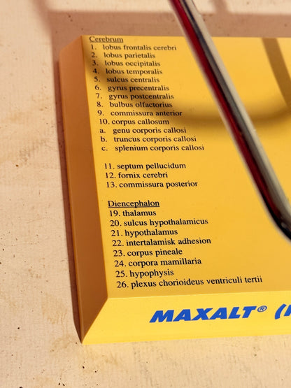 Vintage MAXALT anatomisk menneske hjerne model.