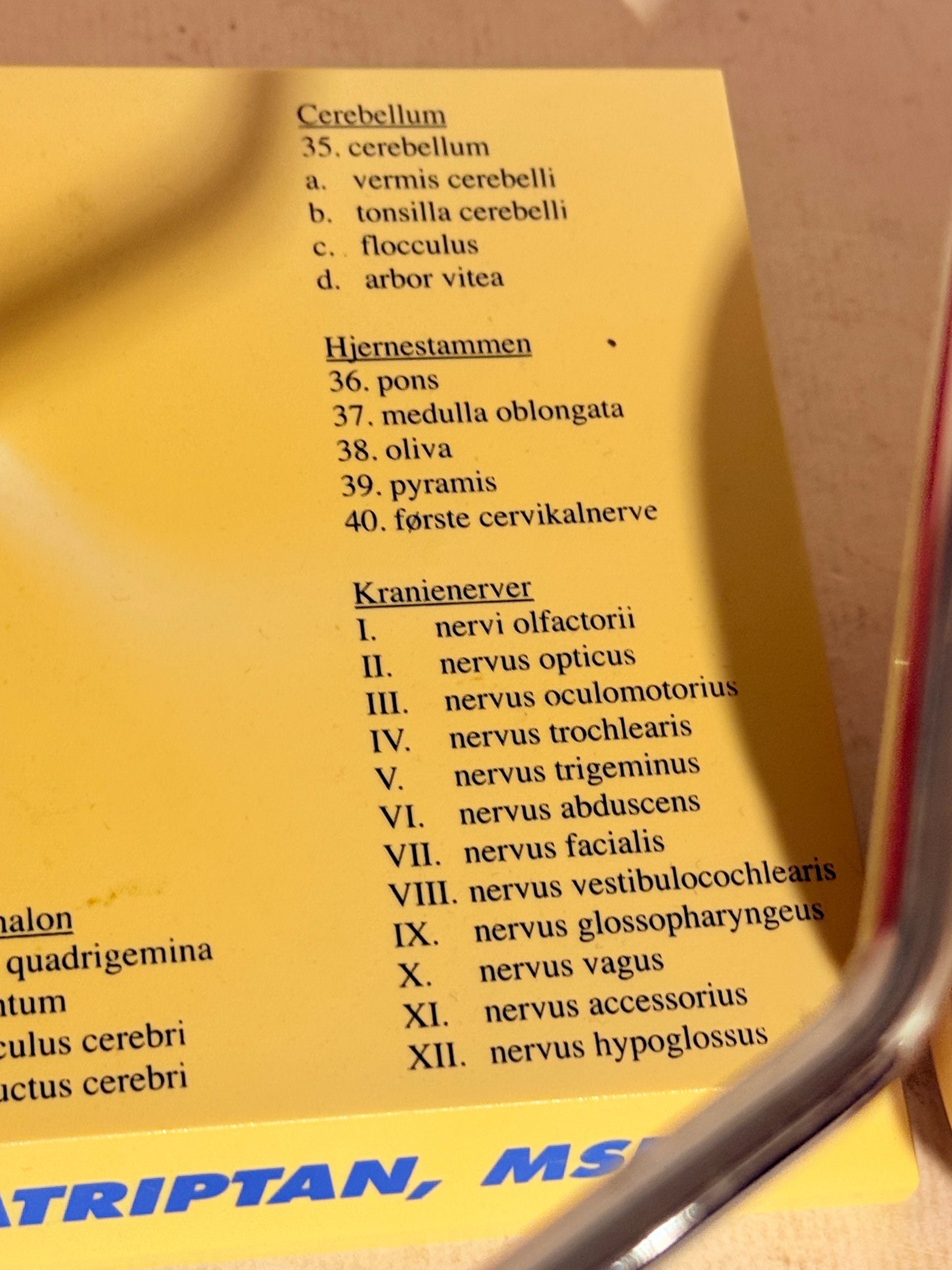 Vintage MAXALT anatomisk menneske hjerne model