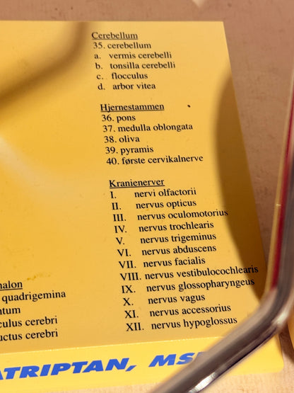 Vintage MAXALT anatomisk menneske hjerne model