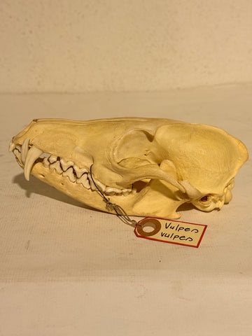 Ægte ældre Ræve kranie (Vulpes vulpes.)