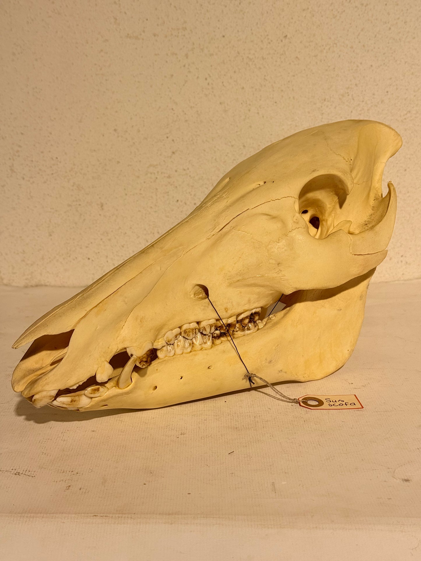 Ægte ældre Vildsvine kranie (Sus scofa.) Med skrift.