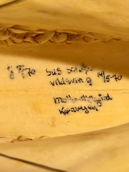 Ægte ældre Vildsvine kranie (Sus scofa.) Med skrift.