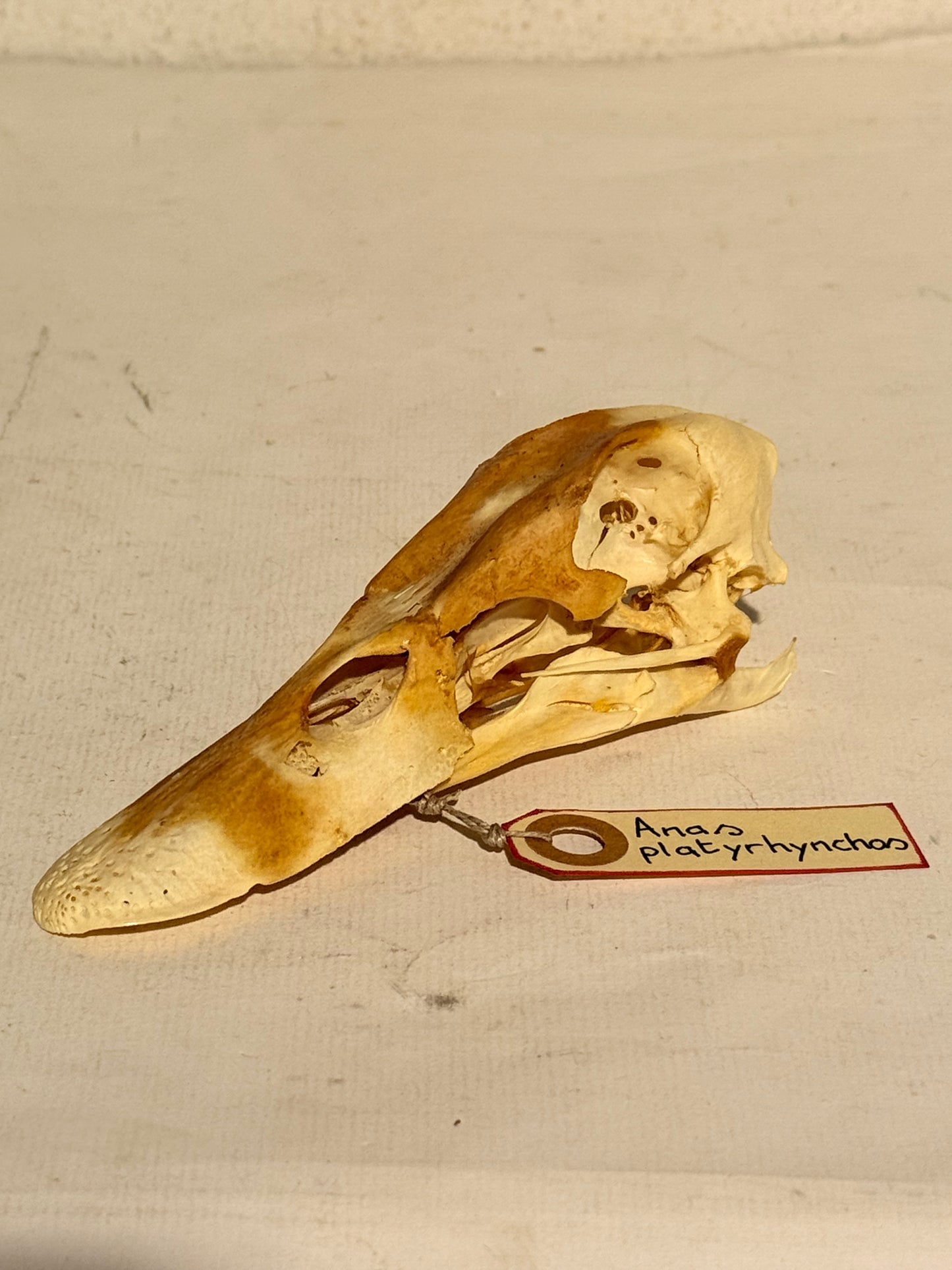 Ægte ældre Gråand kranie (Anas platyrhynchos.)