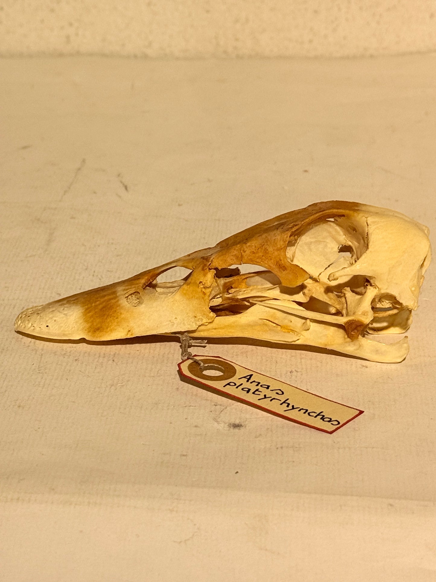 Et ældre gråand kranie (Anas platyrhynchos) er blevet udstillet på et bord