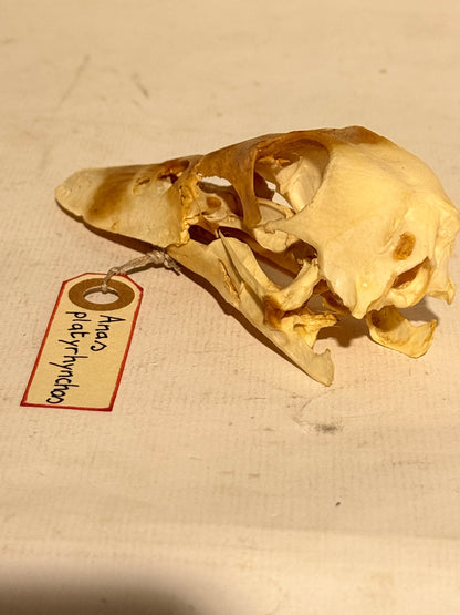 Ægte ældre Gråand kranie (Anas platyrhynchos.)