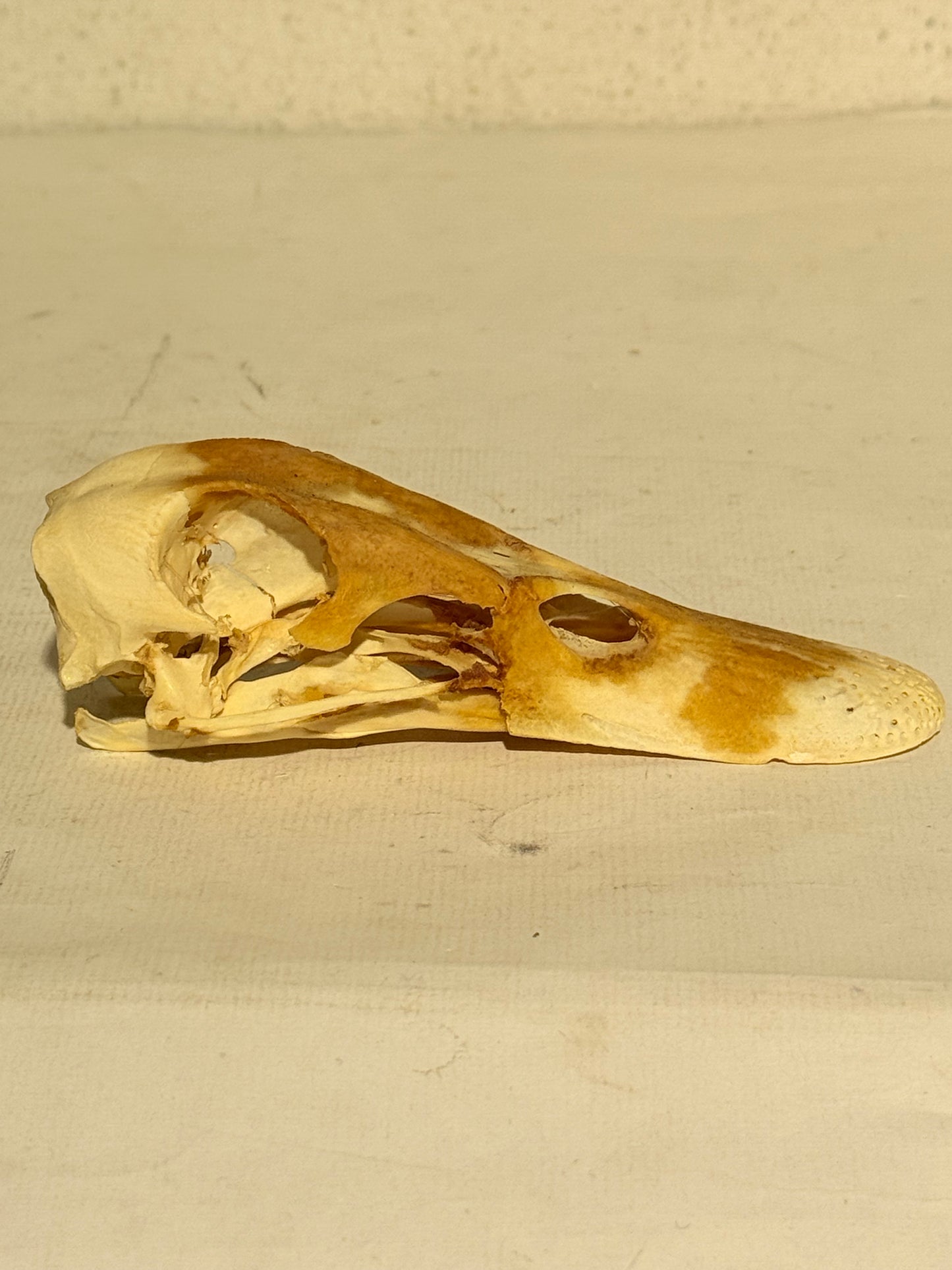 Ægte ældre Gråand kranie (Anas platyrhynchos.)