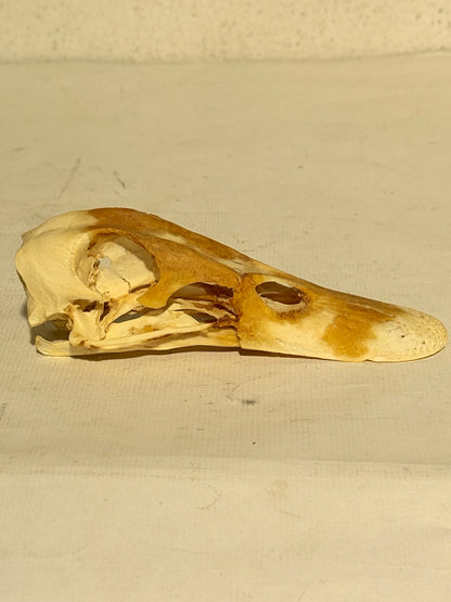 Ægte ældre Gråand kranie (Anas platyrhynchos.)