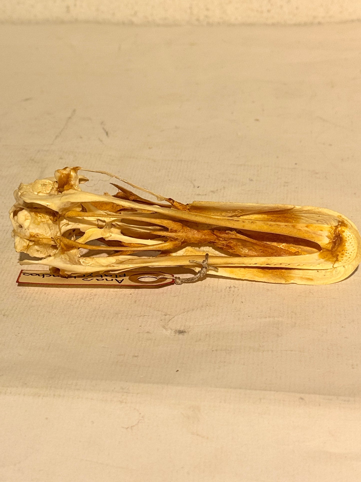 Ægte ældre Gråand kranie (Anas platyrhynchos.)