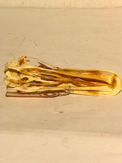 Ægte ældre Gråand kranie (Anas platyrhynchos.)