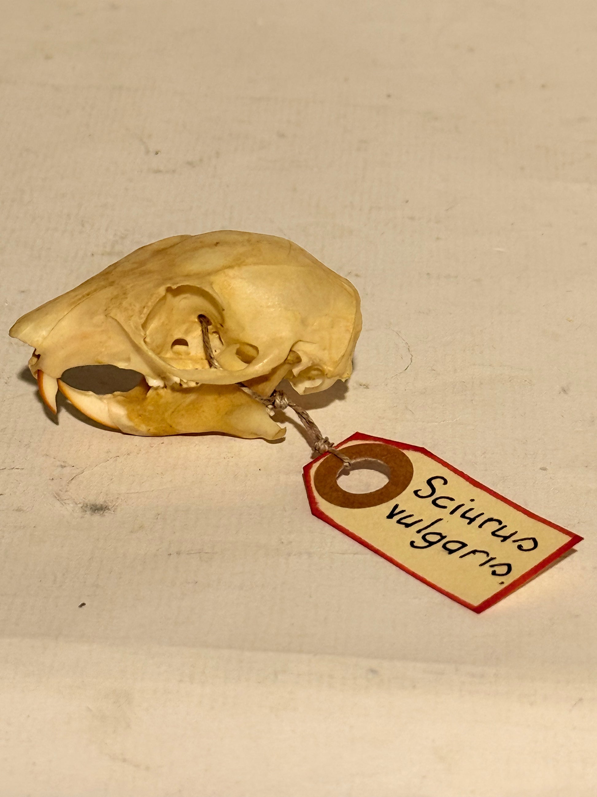 Ægte ældre rød egern kranie (Sciurus vulgaris.)