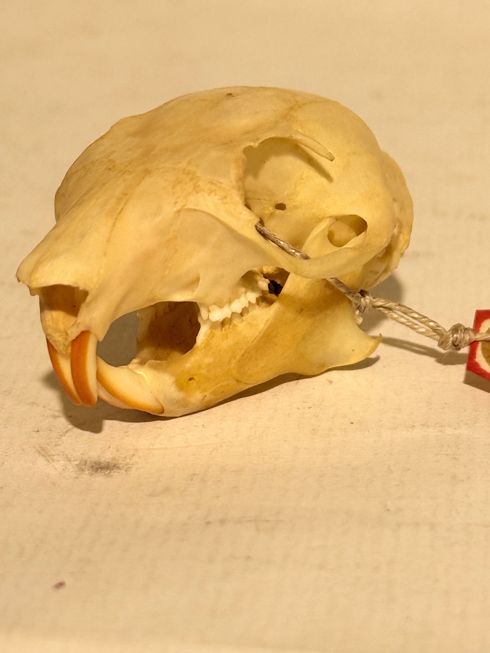 En ældre rød egern kranie (Sciurus vulgaris) er blevet udstillet på et white background