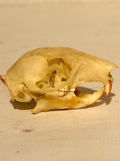 Ægte ældre Rød egern kranie (Sciurus vulgaris.)