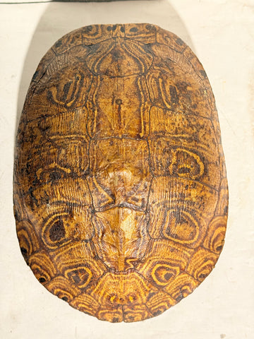 Ægte ældre Mesoamerikansk sumpskildpadde skjold (Trachemys venusta.)