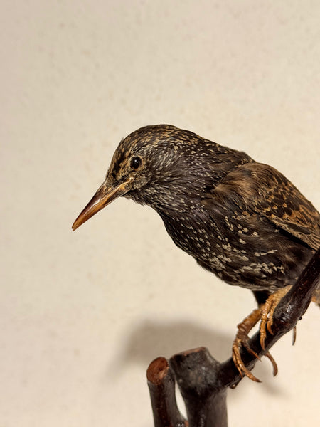 Udstoppet fugl, Stær han(Sturnus vulgaris)