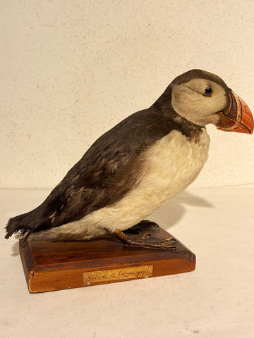 Antik udstoppet Lunde (Søpapegøje- Fratercula arctica)Fra start 1900 tallet.