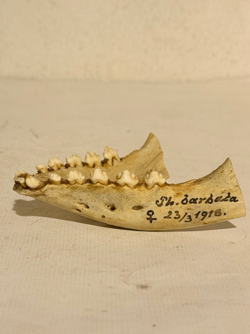 Ægte antik Remme sæl underkæbe (Erignathus barbatus.) Fra 1918.