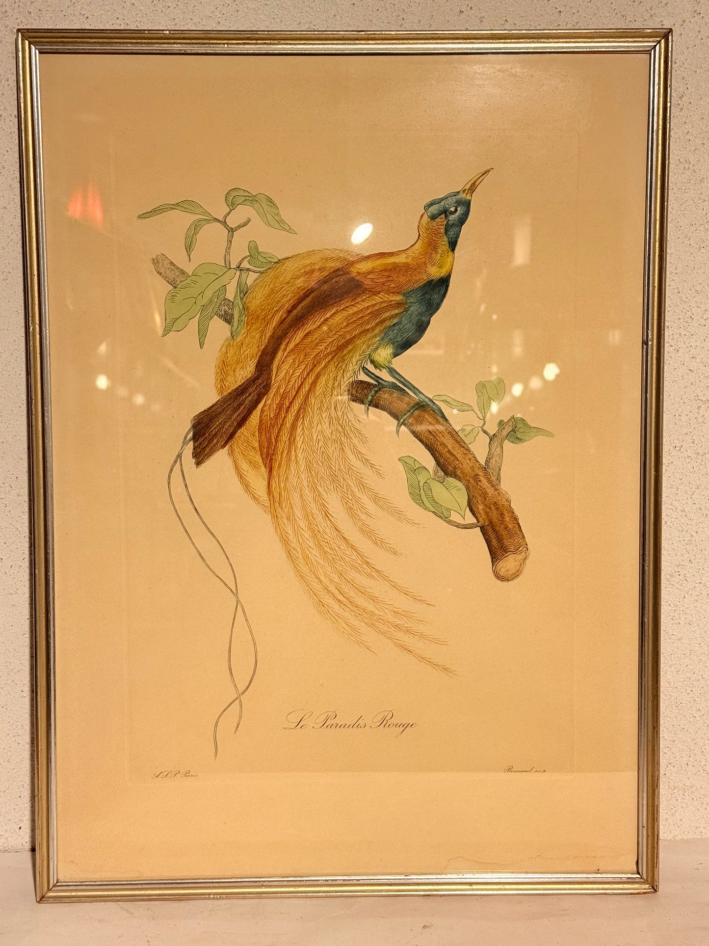 Le Paradis Rouge. Antique French copper engraving from the 19th century