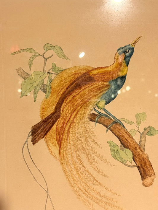 Le Paradis Rouge. Antikt fransk kobberstik fra 1800 tallet