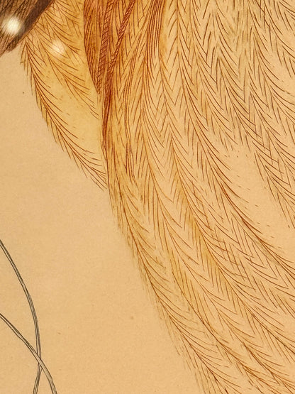 Le Paradis Rouge. Antique French copper engraving from the 19th century