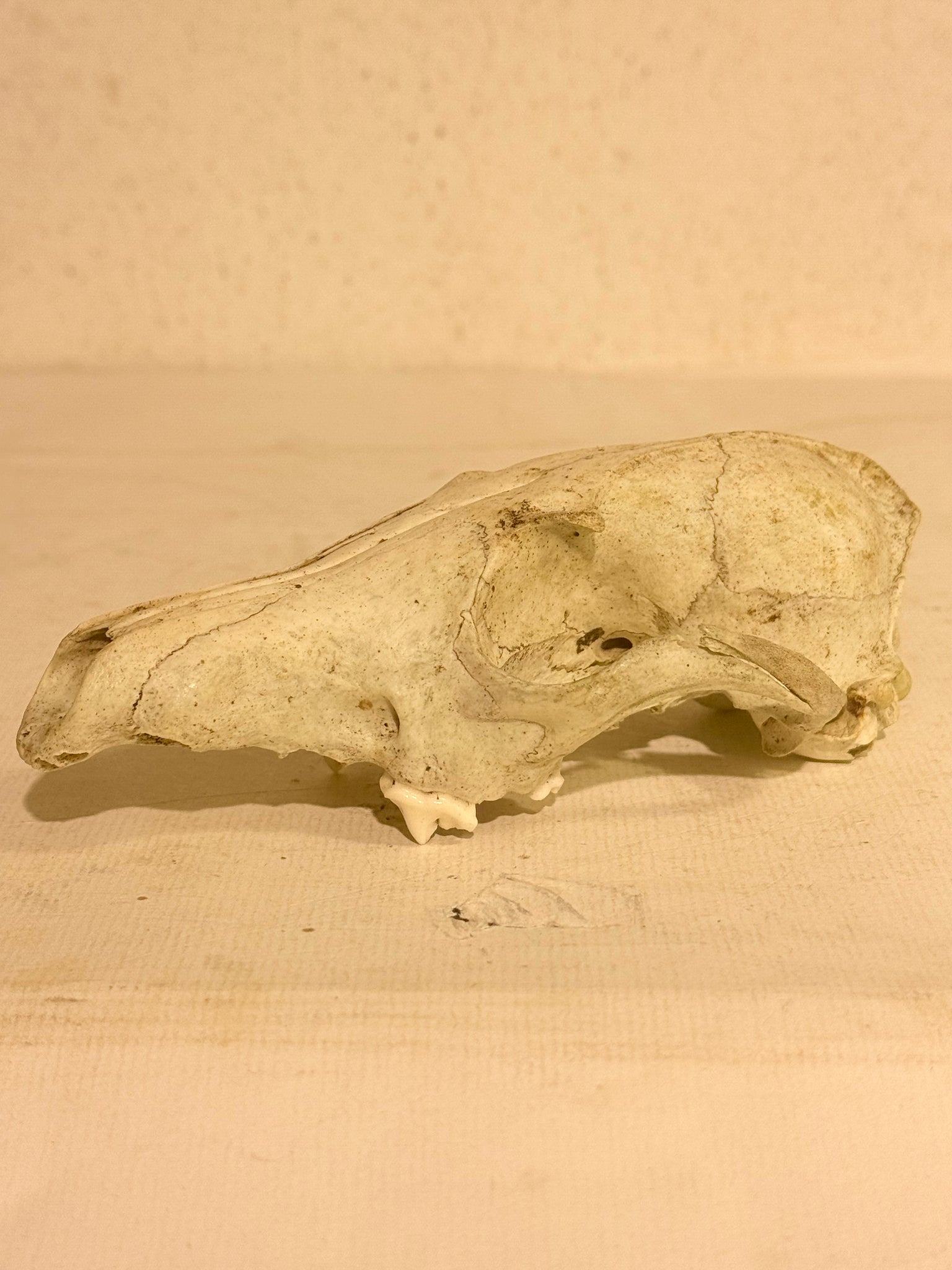 Genuine forest found Fox skull (Vulpes vulpes.)