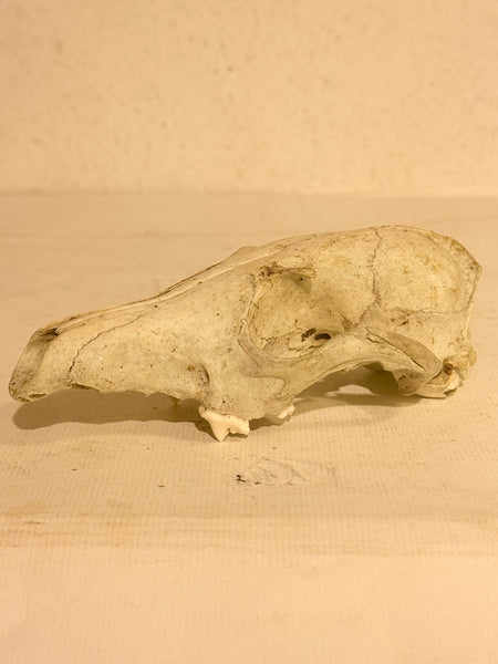 Genuine forest found Fox skull (Vulpes vulpes.)