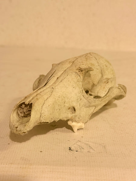 Genuine forest found Fox skull (Vulpes vulpes.)