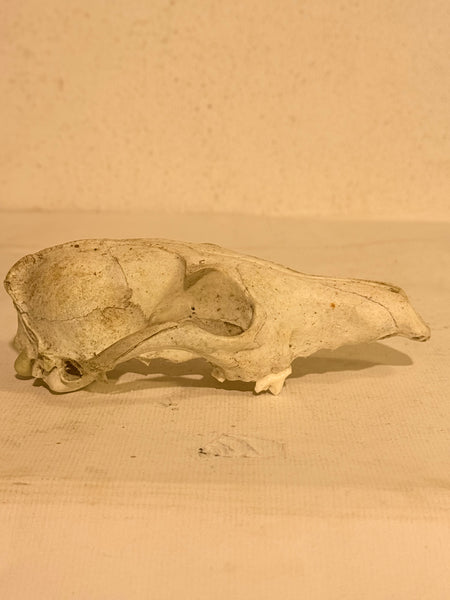 Genuine forest found Fox skull (Vulpes vulpes.)