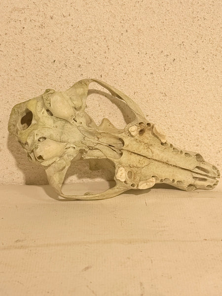 Genuine forest found Fox skull (Vulpes vulpes.)