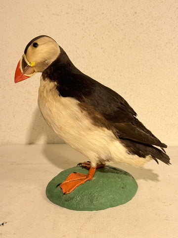 Udstoppet Lunde (Søpapegøje- Fratercula arctica)
