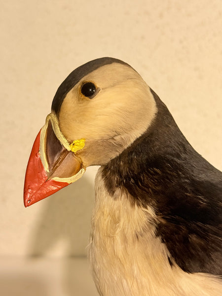 Stuffed Puffin (Puffin- Fratercula arctica)