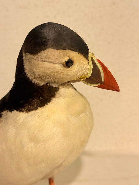 Stuffed Puffin (Puffin- Fratercula arctica)