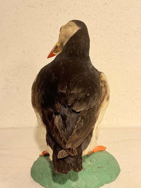 Stuffed Puffin (Puffin- Fratercula arctica)
