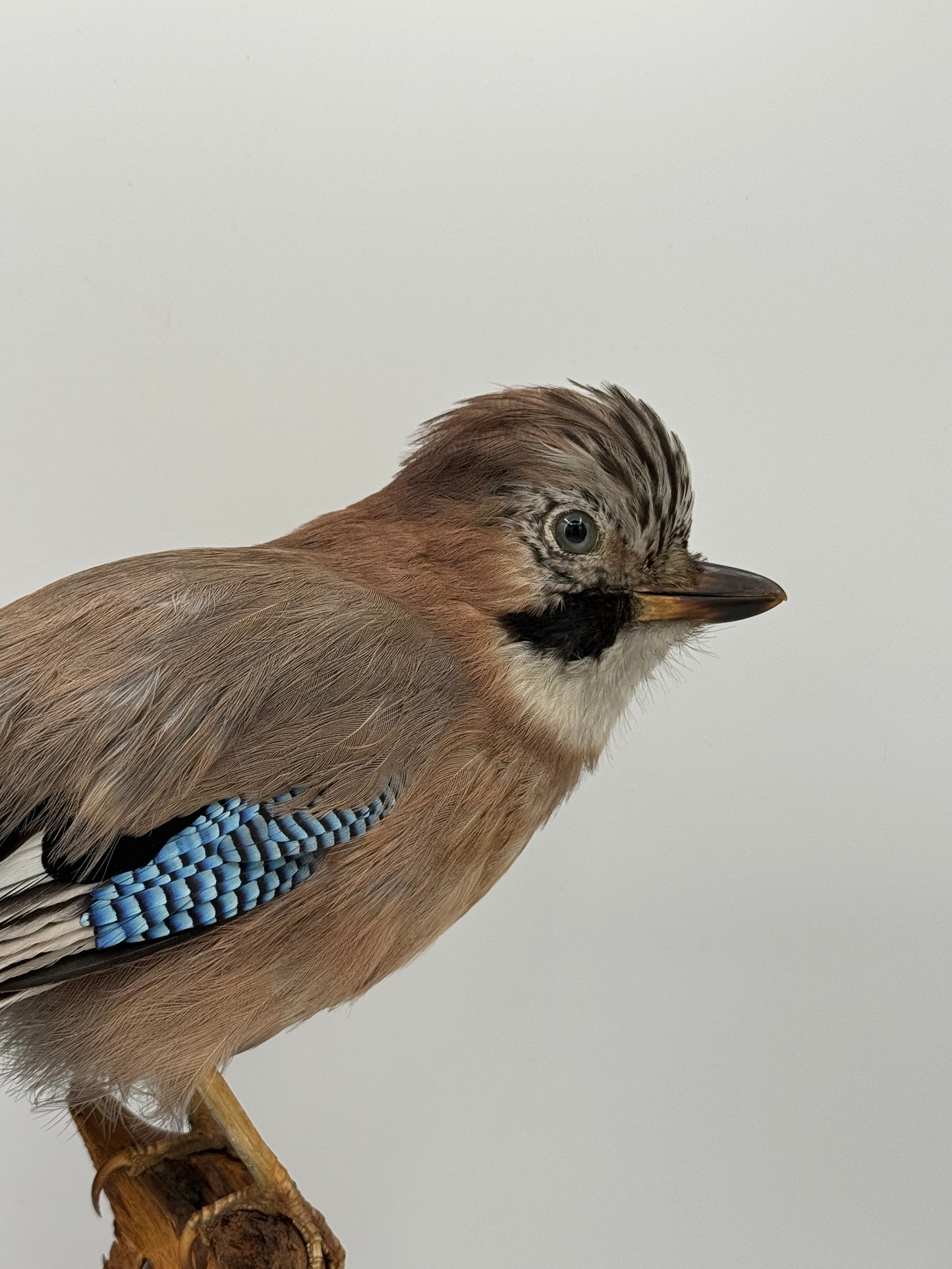 Udstoppet fugl, Skovskade (Garrulus glandarius) Fra midt/slut 20.Årh