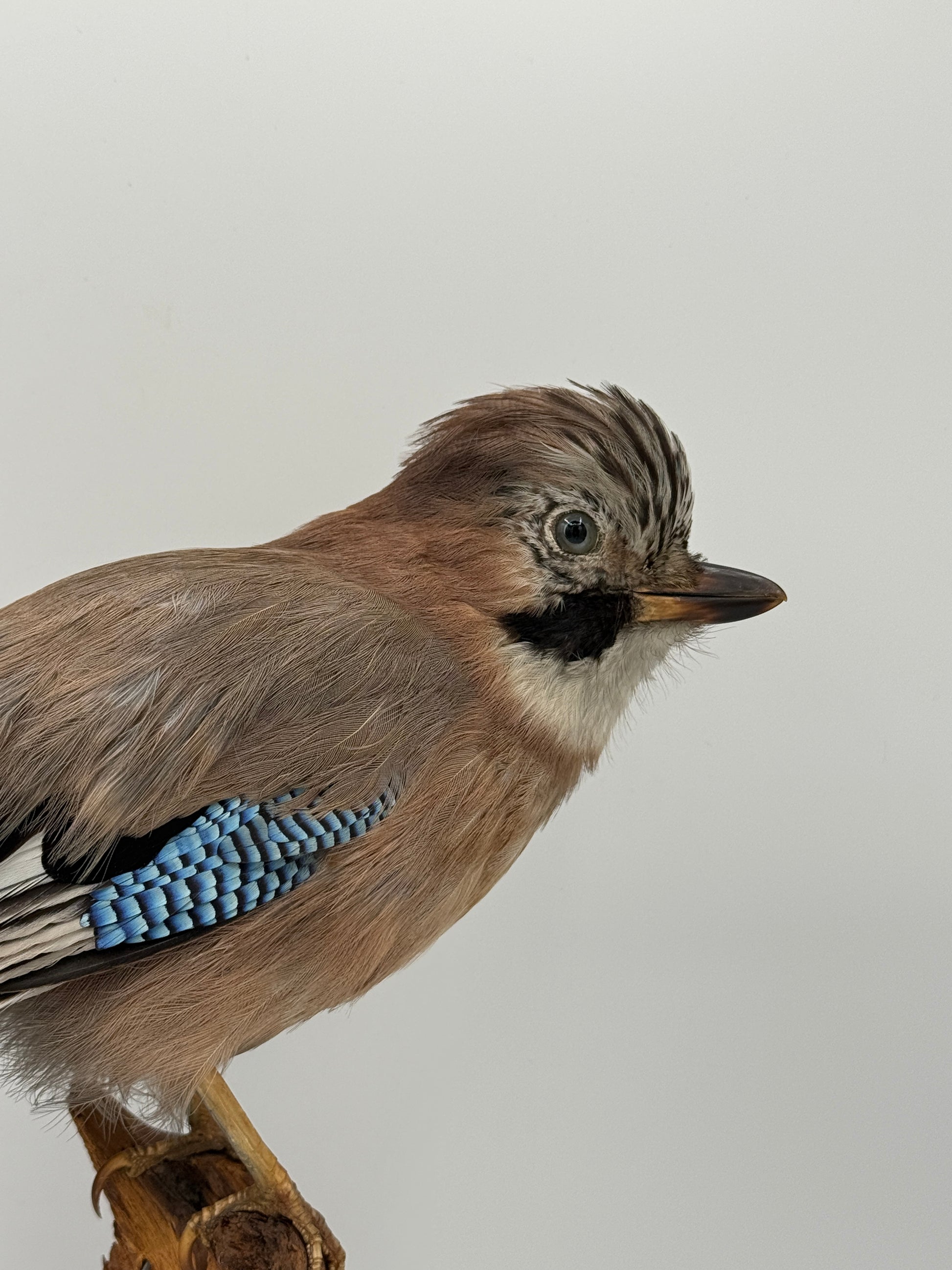 Udstoppet fugl, Skovskade (Garrulus glandarius) Fra midt/slut 20.Årh